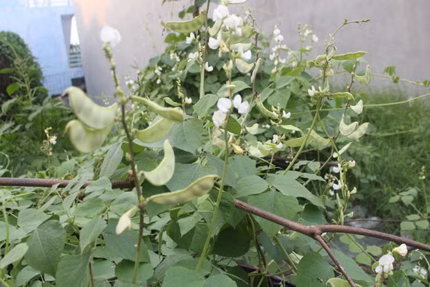 Cũng thuộc họ đậu, đậu ván cũng chứa thành phần độc tố là hợp chất saponin và chất ức chế trypsin. Khi xào nấu chưa chín hẳn, người sử dụng chắc chắn sẽ trúng độc. (Nguồn Baodanang)