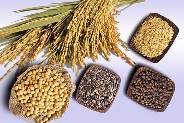 Tinh bột dường như là thủ phạm của mọi vấn đề tăng cân nên nhiều người cứ nghĩ không ăn tinh bột thì giảm cân được. Thực tế thì không phải tinh bột nào cũng khiến chúng ta tăng cân. (Nguồn Phunukieuviet)