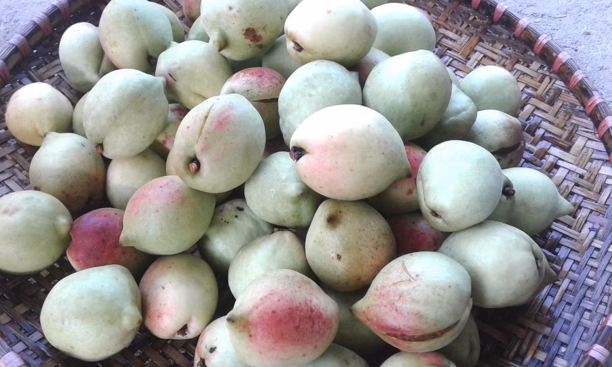 Trong quả đào còn chứa chất sắt - một loại dưỡng chất tham gia tạo máu trong cơ thể. Vì vậy, hàng ngày ăn đào giúp phòng ngừa thiếu máu do thiếu sắt. (Nguồn Backantv)