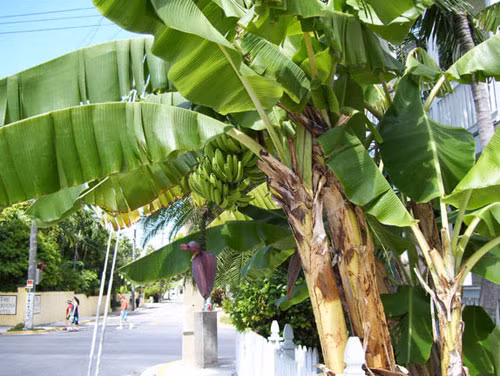 Thân cây chuối còn giàu chất xơ nên giảm táo bón rất hiệu quả. (Nguồn Danviet)