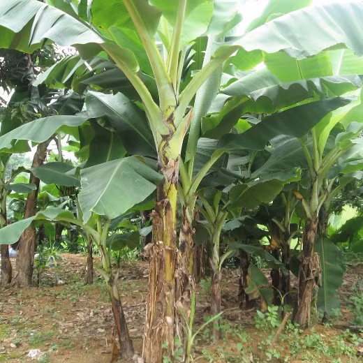 Với những người bị rụng tóc có thể dùng nước nhựa trong của thân cây chuối để bôi lên da đầu có tác dụng ngăn rụng tóc lại vừa giúp tóc mọc lại. (Nguồn Blogspot)