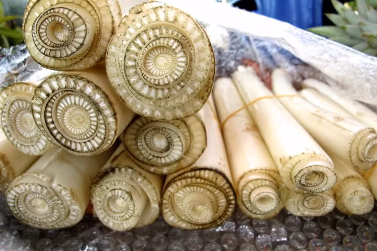 Xưa nay sau khi lấy quả thân cây chuối phần lớn được dùng nấu cho cho gia súc. Ít ai biết rằng, thân cây chuối có thể được xay nhuyễn và lọc lấy nước uống. Loại nước này không những giúp đào thải các chất độc ra khỏi cơ thể mà còn giúp thận và túi mật luôn hoạt động tốt. (Nguồn Khoahoc)