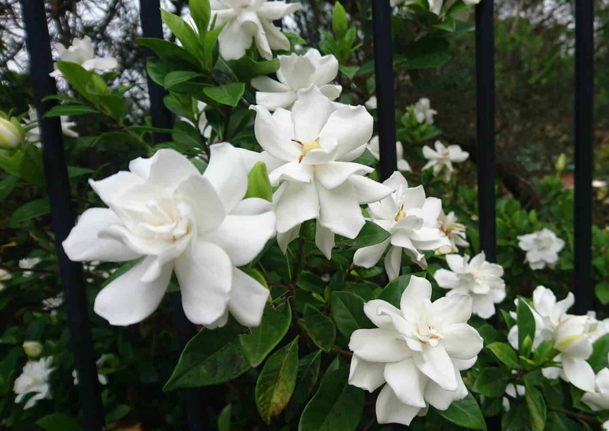 Nên đặt hoa dành dành ở nơi tiếp xúc nhiều với ánh nắng mặt trời, cây cảnh này sẽ nở hoa liên tục.