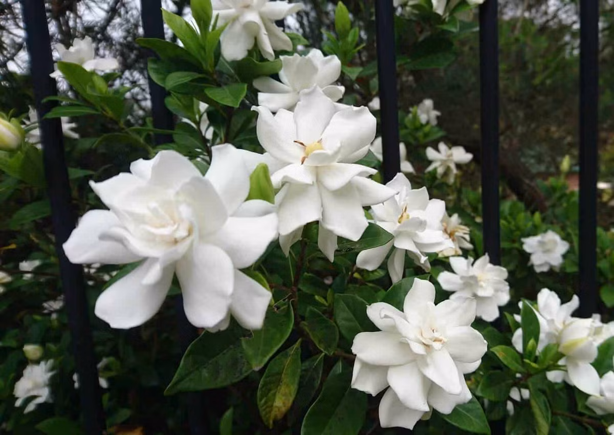 Nên đặt hoa dành dành ở nơi tiếp xúc nhiều với ánh nắng mặt trời, cây cảnh này sẽ nở hoa liên tục.