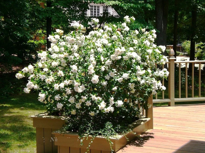 Khi một bụi hoa dành dành nở rộ, chúng thậm chí còn tuyệt hơn cả một bức tranh vì có cả sắc lẫn hương.