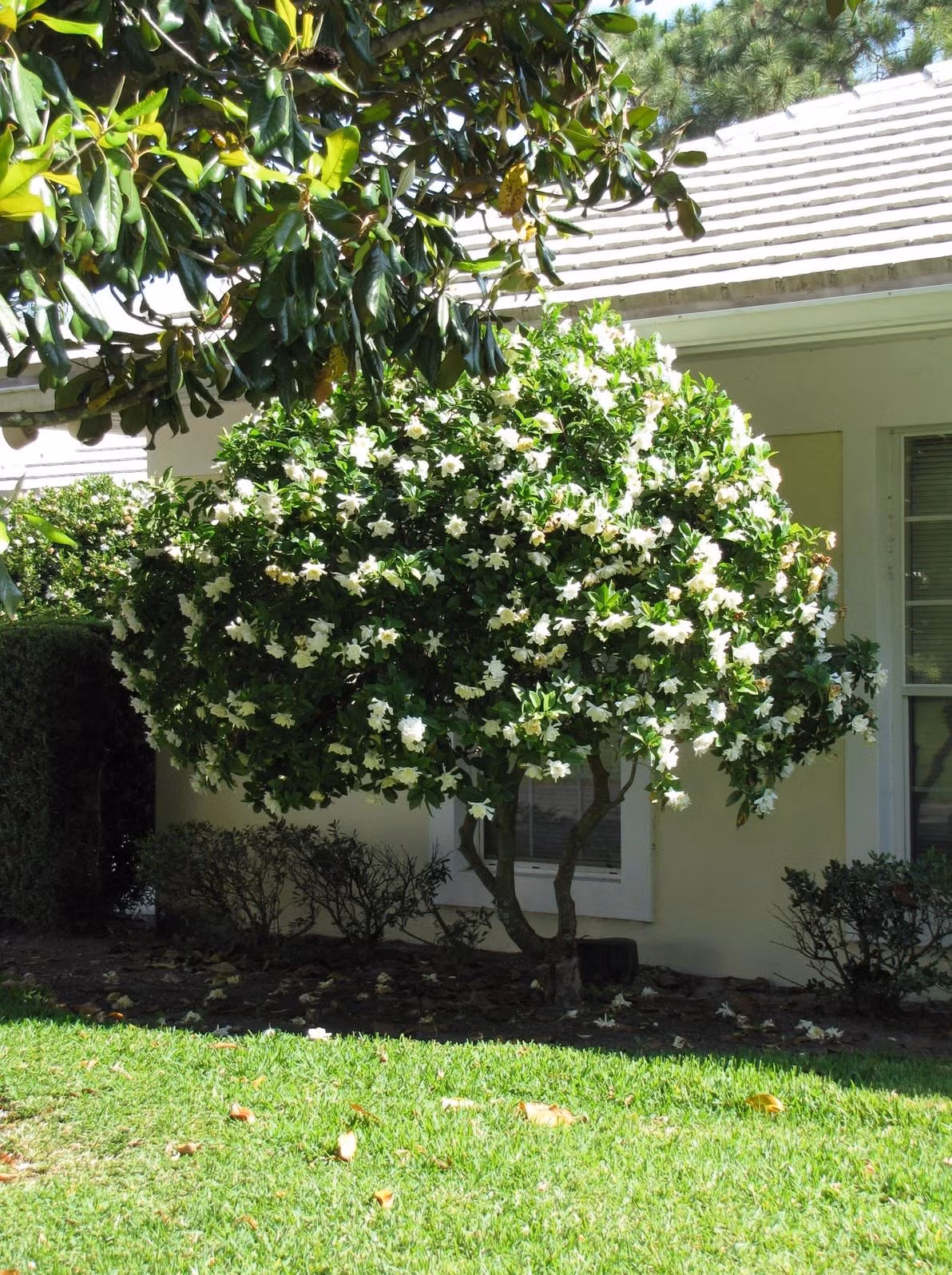 Đặc biệt, theo ngũ hành tương sinh tương khắc, Thổ sinh Kim, màu bản mệnh của Thổ là màu vàng và màu nâu. Vì thế, khi trồng cây hoa dành dành trắng và vàng trong nhà sẽ đem lại tài lộc, may mắn cho gia chủ mệnh Kim và mệnh Thổ.