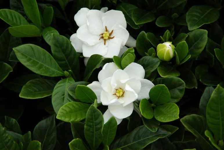 Một điều đặc biệt nữa, hoa dành dành không chỉ đẹp mà còn có nhiều công dụng "thần thánh" như làm dược liệu, chế thành nhiều món ăn ngon.