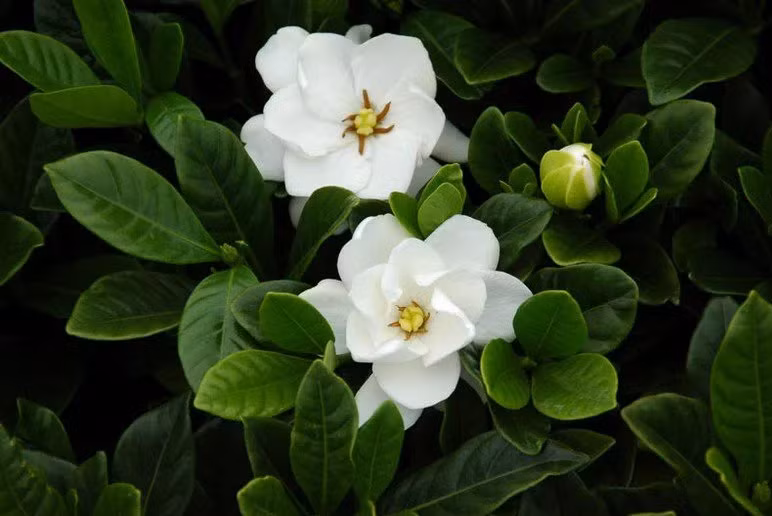 Một điều đặc biệt nữa, hoa dành dành không chỉ đẹp mà còn có nhiều công dụng "thần thánh" như làm dược liệu, chế thành nhiều món ăn ngon.