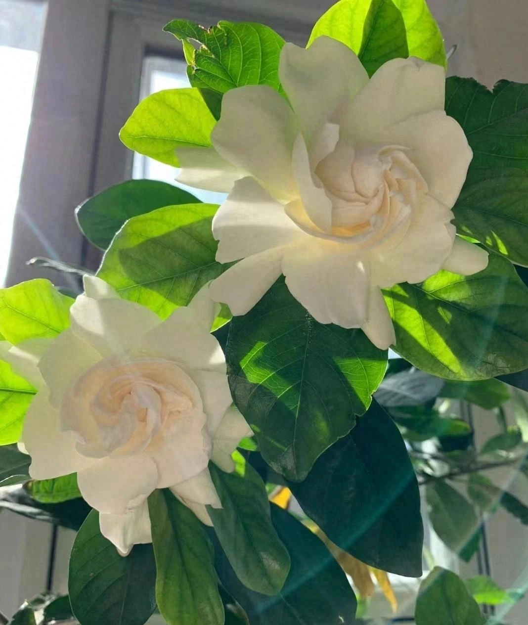 Là loại cây bụi, nhưng dành dành có thể phát triển như cây thân gỗ nhỏ. Hoa dành dành có màu trắng tinh khiết, vô cùng xinh đẹp, nở từ mùa xuân cho đến mùa hè.