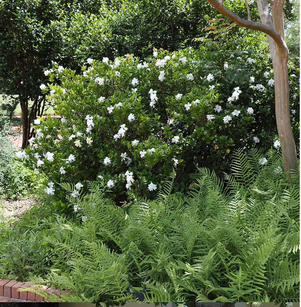 Màu trắng và màu ánh kim là những màu bản mệnh của người mệnh Kim.