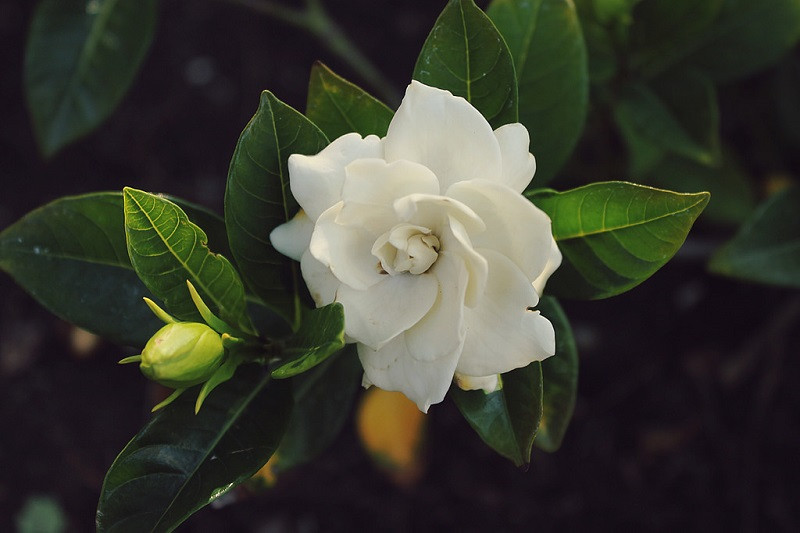 Chỉ cần trồng một cây dành dành bên hiên nhà, gia chủ đã có ngay một không gian thư giãn.