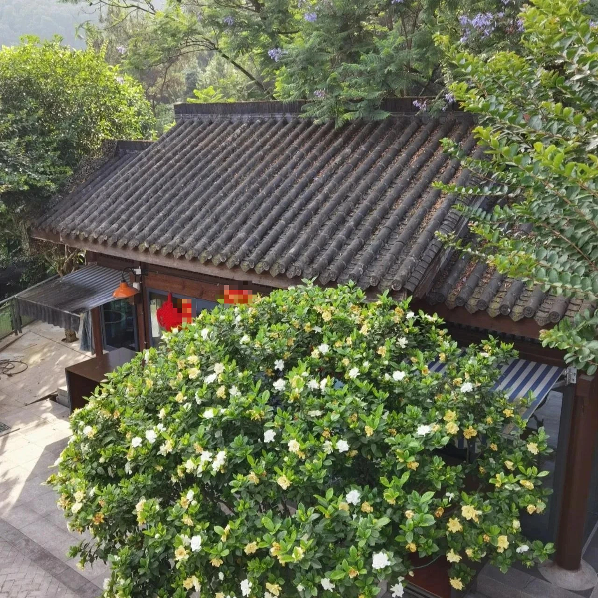 Theo quan niệm, hoa dành dành đem đến nhiều điều may mắn, tốt đẹp, có thể giúp gia chủ xoay chuyển vận mệnh, bỏ hết những điều không tốt, xui xẻo để đón những tốt lành, thu hút tài lộc.