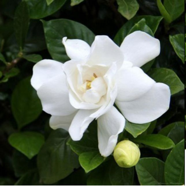 Hoa dành dành có thể được hái để pha trà, xào trứng nấu súp và làm nhiều món tráng miệng khác. Hạt của dành dành cũng là một vị thuốc cổ truyền.