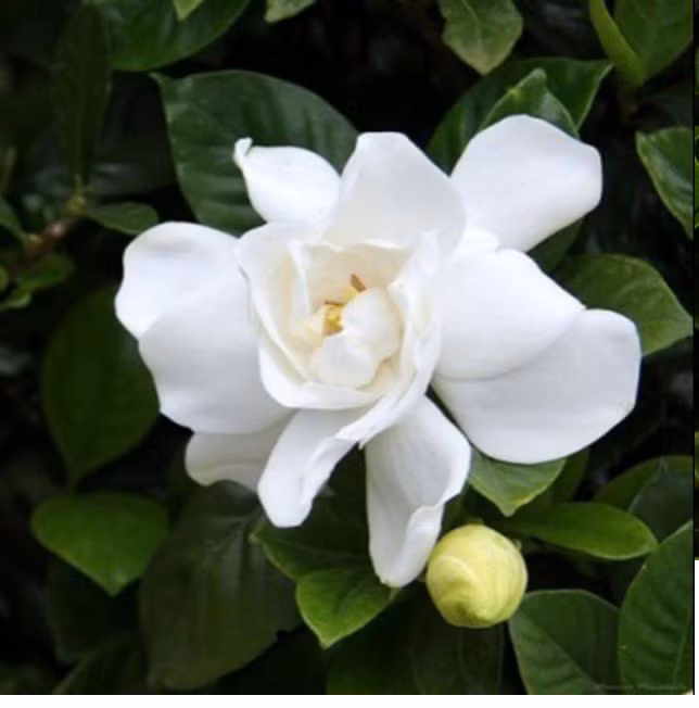 Hoa dành dành có thể được hái để pha trà, xào trứng nấu súp và làm nhiều món tráng miệng khác. Hạt của dành dành cũng là một vị thuốc cổ truyền.