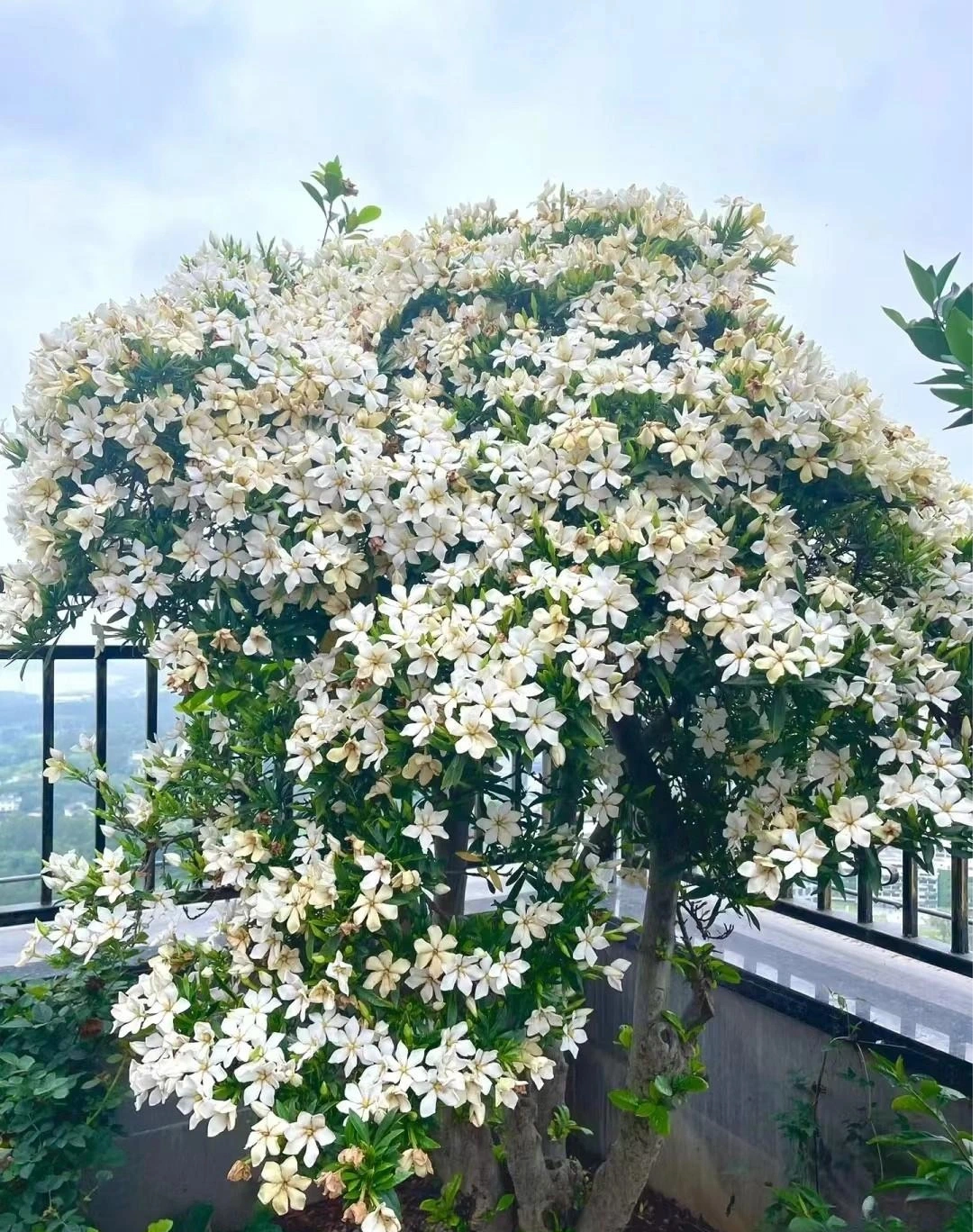 Dành dành hay còn được gọi là chi tử, bạch thiên hương, thuỷ hoàng chi, có tên tiếng Anh là Gardenia tiếng Tày). Loài hoa này thuộc họ Thiến Thảo (Rubiaceae), có nguồn gốc từ các vùng nhiệt đới và cận nhiệt đới trên thế giới.