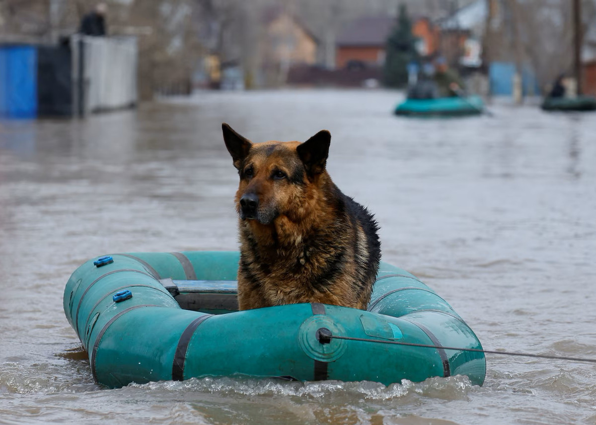 Chú chó ngồi trên chiếc thuyền bơm hơi được lực lượng cứu hộ của Bộ Tình trạng khẩn cấp Liên bang Nga kéo đi trên con phố ngập nước.
