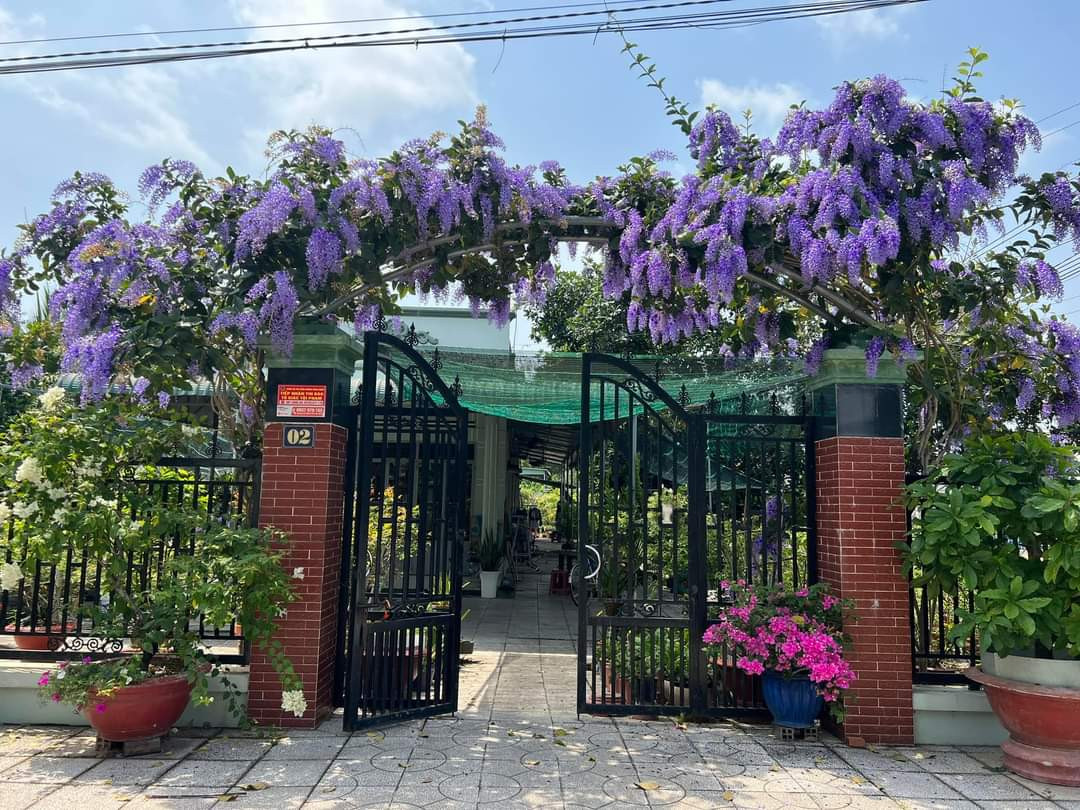 Ý nghĩa phong thủy của cây Mai xanh Thái: Mai xanh Thái là cây cảnh mang sức sống mãnh liệt và tươi đẹp. Hoa nở rực rỡ mang lại năng lượng tích cực cho gia chủ và những người ngắm nhìn. Mai xanh cũng mang vẻ đẹp bình yên cho gia chủ, chúng rực rỡ và nổi bật nhưng lại không phải màu đỏ rực cháy nên mang vẻ đẹp an yên và kiêu sa.