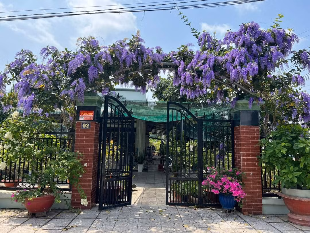 Ý nghĩa phong thủy của cây Mai xanh Thái: Mai xanh Thái là cây cảnh mang sức sống mãnh liệt và tươi đẹp. Hoa nở rực rỡ mang lại năng lượng tích cực cho gia chủ và những người ngắm nhìn. Mai xanh cũng mang vẻ đẹp bình yên cho gia chủ, chúng rực rỡ và nổi bật nhưng lại không phải màu đỏ rực cháy nên mang vẻ đẹp an yên và kiêu sa.