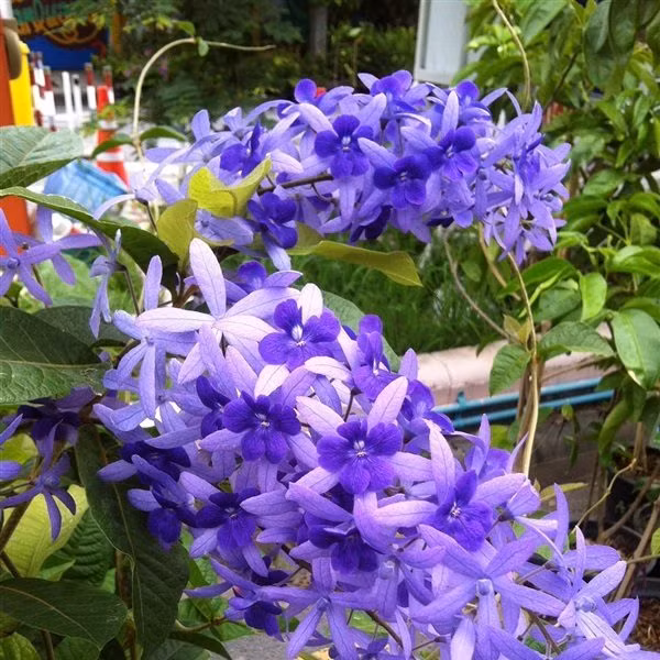 Từng chùm hoa rủ xuống và mọc sát nhau nên chúng tạo thành một thảm hoa đẹp. Hoa bắt đầu nở hoa từ mùa hè và có thể kéo dài đến hết mùa đông. Ở những vùng có thời tiết giá lạnh, cây cảnh có xu hướng ngủ đông nhưng không có sự tổn hại nào. Mai xanh Thái không yêu cầu chăm sóc quá cầu kỳ, cây lại ít khi rụng lá nên rất thích hợp cho những người yêu hoa nhưng sợ hoa chết.