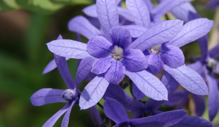 Khi trồng mai xanh trước hiên nhà cây nở hoa tạo ra một phong thuỷ mới cho ngôi nhà theo chiều hướng tích cực hơn. Mai xanh Thái mang ý nghĩa tài lộc, gia tăng sự giàu có, giúp gia đình hòa thuận các thành viên gắn bó chan hòa hạnh phúc bên nhau.