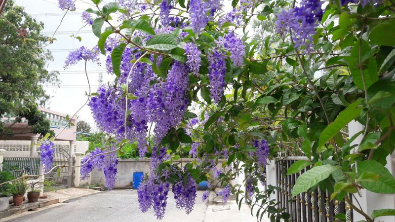 Trừ sâu bệnh: Cây cảnh mai xanh có khả năng kháng sâu bệnh cao và bạn hầu như không cần sử dụng bất kỳ loại thuốc trừ sâu hoặc thuốc trừ sâu nào. Nếu có ong mật, chim ruồi và bướm, bạn có thể dùng mồi lửa hơ để đuổi ong ruồi ra khỏi giàn hoa của mình.