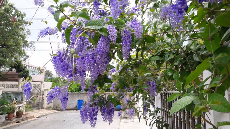 Trừ sâu bệnh: Cây cảnh mai xanh có khả năng kháng sâu bệnh cao và bạn hầu như không cần sử dụng bất kỳ loại thuốc trừ sâu hoặc thuốc trừ sâu nào. Nếu có ong mật, chim ruồi và bướm, bạn có thể dùng mồi lửa hơ để đuổi ong ruồi ra khỏi giàn hoa của mình.