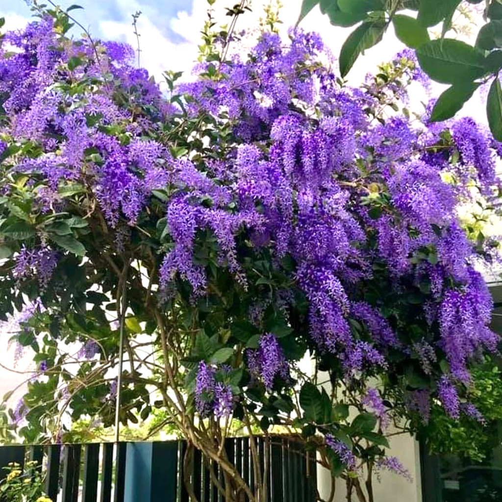 Mai xanh thái có thể trồng lâu năm, dạng thân gỗ có cành leo nên có thể trồng chậu hoặc leo thành giàn. Cây phát triển nhanh nên nhanh chóng tạo giàn. Những bông mai xanh thái màu tím, tím trắng hoặc đôi khi là màu xanh lam, với hình dạng 5 cánh như một ngôi sao.