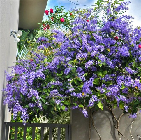 Cách trồng: Chú ý ánh nắng. Giống như bất kỳ cây cảnh dây leo có hoa nào, mai xanh cần ánh sáng mặt trời đầy đủ để nở hoa. Do đó bạn nên trồng mai xanh ở những nơi có nhiều nắng, như ban công nhiều nắng, cổng vòm nhà, tường rào. Cây mai xanh thái cần chiếu sáng 5-6 giờ mỗi ngày.