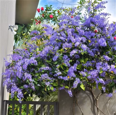 Cách trồng: Chú ý ánh nắng. Giống như bất kỳ cây cảnh dây leo có hoa nào, mai xanh cần ánh sáng mặt trời đầy đủ để nở hoa. Do đó bạn nên trồng mai xanh ở những nơi có nhiều nắng, như ban công nhiều nắng, cổng vòm nhà, tường rào. Cây mai xanh thái cần chiếu sáng 5-6 giờ mỗi ngày.