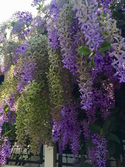 Tưới nước: Cây cảnh mai xanh Thái không cần quá nhiều nước nên bạn chỉ cần nước khi đất trở nên khô và cứng.