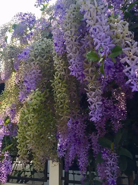 Tưới nước: Cây cảnh mai xanh Thái không cần quá nhiều nước nên bạn chỉ cần nước khi đất trở nên khô và cứng.