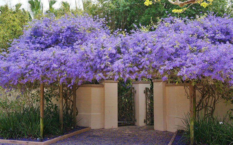 Bón phân cho mai xanh: Cây mai xanh cần được bón phân hữu cơ và phân chuồng hàng tháng. Đặc biệt vào mùa hè khi cây bắt đầu nở nhiều hoa thì nên bón đều, và nên ngừng bón vào lúc cây ngủ đông