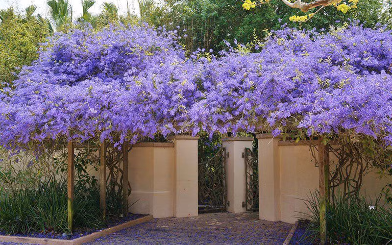 Bón phân cho mai xanh: Cây mai xanh cần được bón phân hữu cơ và phân chuồng hàng tháng. Đặc biệt vào mùa hè khi cây bắt đầu nở nhiều hoa thì nên bón đều, và nên ngừng bón vào lúc cây ngủ đông