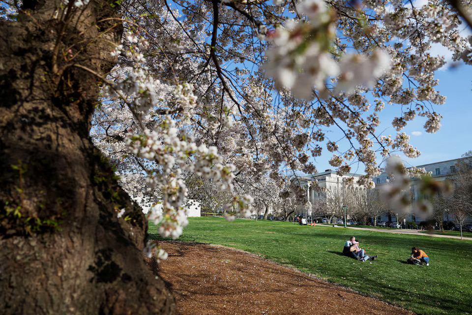 Một gia đình chụp ảnh gần những cây hoa anh đào ở Washington, Mỹ, ngày 20/3.