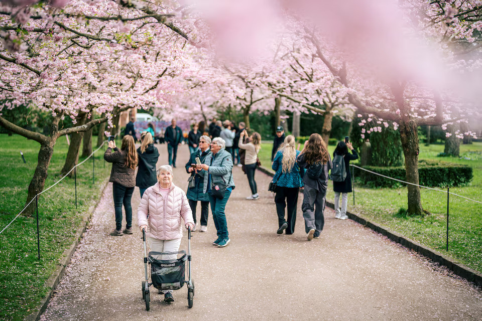 Người dân đi dạo và chụp ảnh hoa tại Nghĩa trang Bispebjerg, Copenhagen, Đan Mạch.