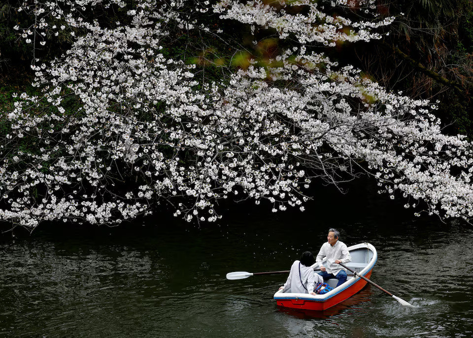 Du khách đi thuyền ngắm hoa anh đào tại Công viên Chidorigafuchi, Tokyo, Nhật Bản, ngày 4/4.