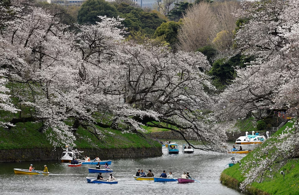 Du khách đi thuyền ngắm hoa anh đào tại Công viên Chidorigafuchi ở Tokyo, Nhật Bản, hôm 4/4.