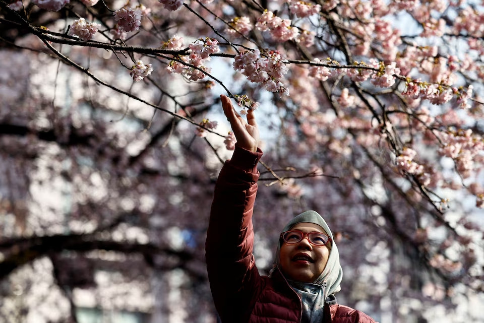 Du khách chạm vào những cánh hoa anh đào Ookanzakura nở sớm tại Công viên Ueno, Tokyo, Nhật Bản, ngày 8/3.