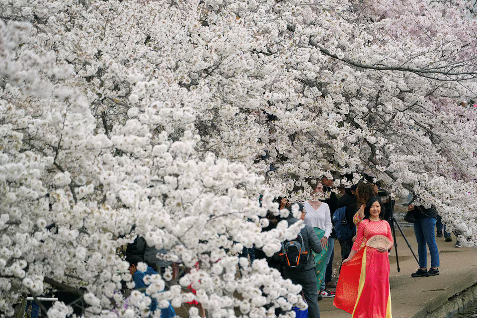 Người phụ nữ mặc áo dài tạo dáng dưới tán cây anh đào dọc hồ Tidal Basin, Washington, Mỹ, ngày 22/3.