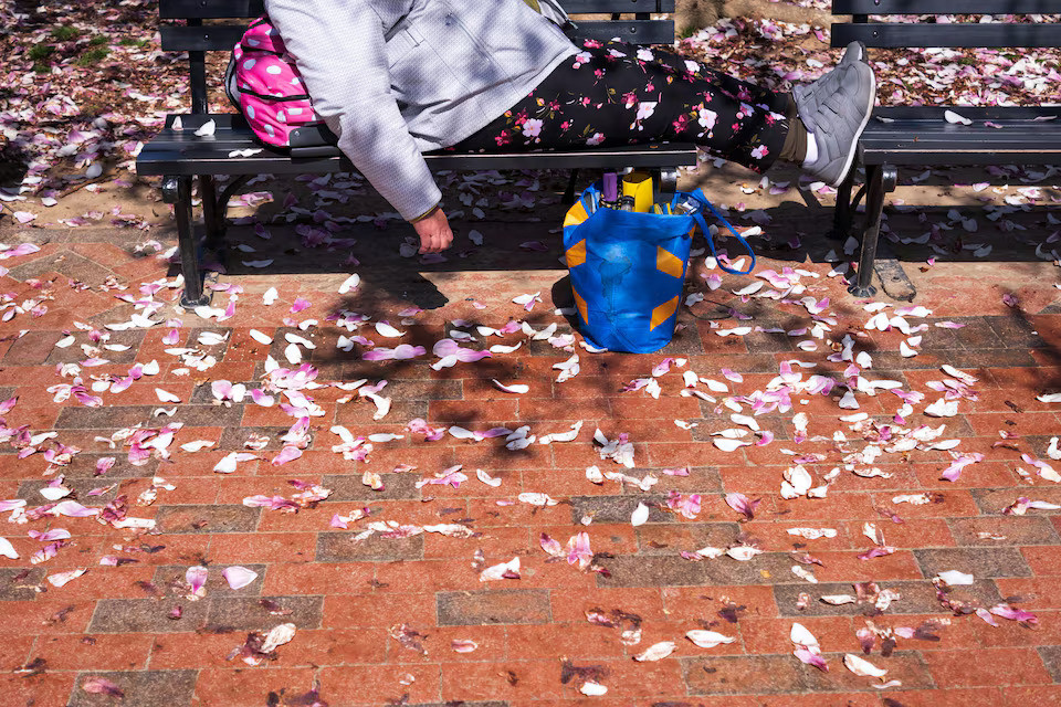 Một du khách nằm nghỉ trên ghế đá tại Công viên Lafayette gần Nhà Trắng vào mùa anh đào nở ở Washington, Mỹ, hôm 17/3.