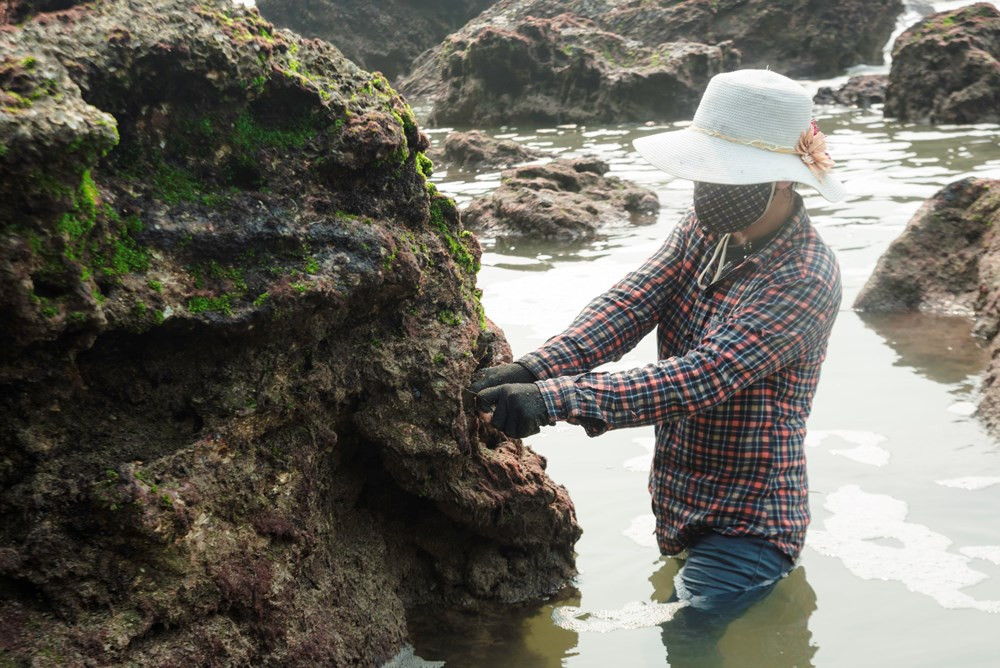 Khi nước ròng, những người phụ nữ bắt đầu dầm mình trong dòng nước biển, một tay cầm lưỡi cạo áp vào bề mặt đá mà cạo, một tay hứng nắm lấy rau. 