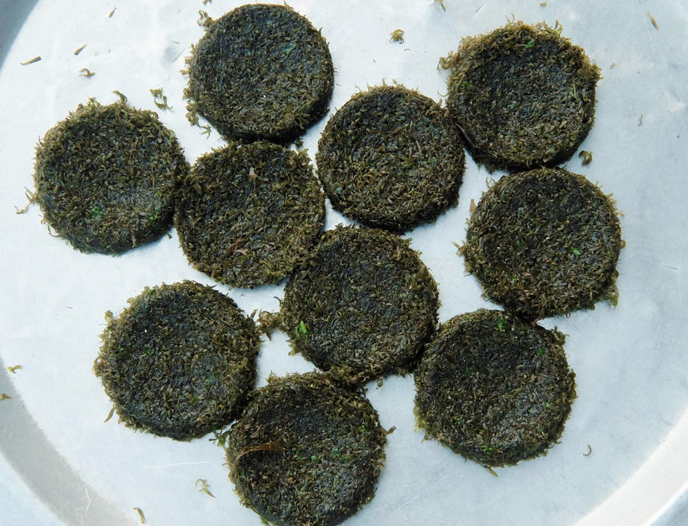 Rau cạo có thể chế biến thành bánh ăn ghém với các loại rau quả hoặc nấu canh với hương vị ngọt ngào. Bánh rau cạo ngon nhất là ăn cùng cá kho. Ảnh: Internet.