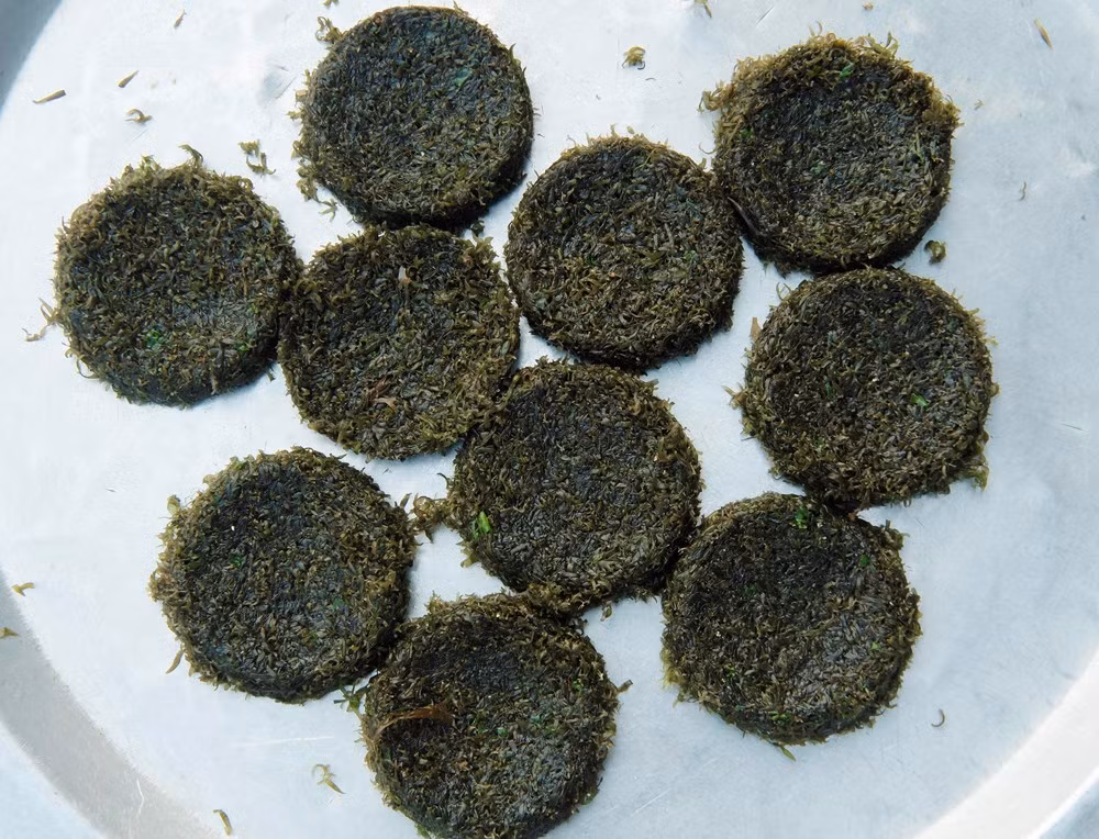 Rau cạo có thể chế biến thành bánh ăn ghém với các loại rau quả hoặc nấu canh với hương vị ngọt ngào. Bánh rau cạo ngon nhất là ăn cùng cá kho. Ảnh: Internet.