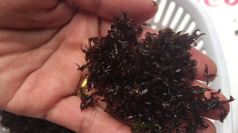 Rau cạo là món ăn dân dã nhưng cũng lại là đặc sản trong các nhà hàng, khách sạn.