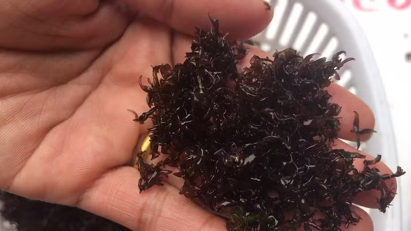 Rau cạo là món ăn dân dã nhưng cũng lại là đặc sản trong các nhà hàng, khách sạn.