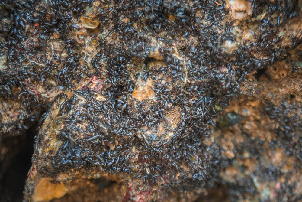 Rong mứt (porphyra) là một trong ba loại rong biển được ưa chuộng nhất. Cây rong mứt có màu nâu cà phê, thân sụn mềm, tạo thành chùm ở phần ngọn, mọc trên ghềnh đá, rạn đá ở biển, thường được người dân đi cạo về làm món ăn.