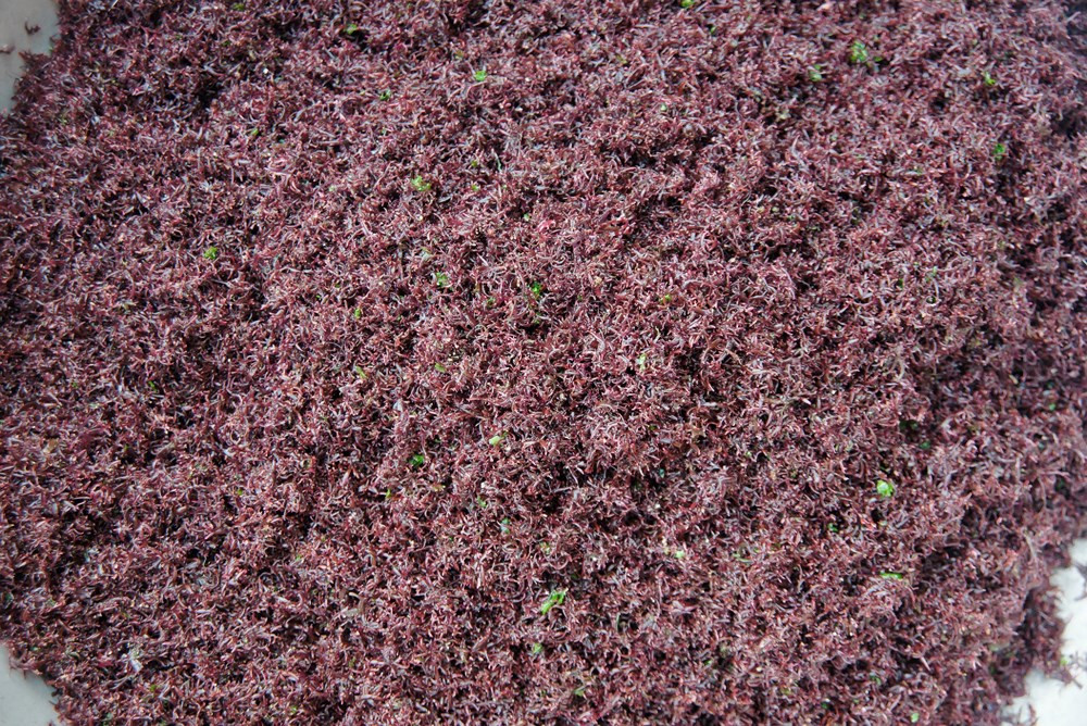 Rau cạo được rửa sơ ngoài biển rồi đem về nhà phơi nắng. Trong quá trình phơi, người ta dùng búa gỗ đập cho sỏi, đá lẫn trong rau vỡ vụn. Sau đó sàng, sảy thật kỹ cho sạch hết sạn.