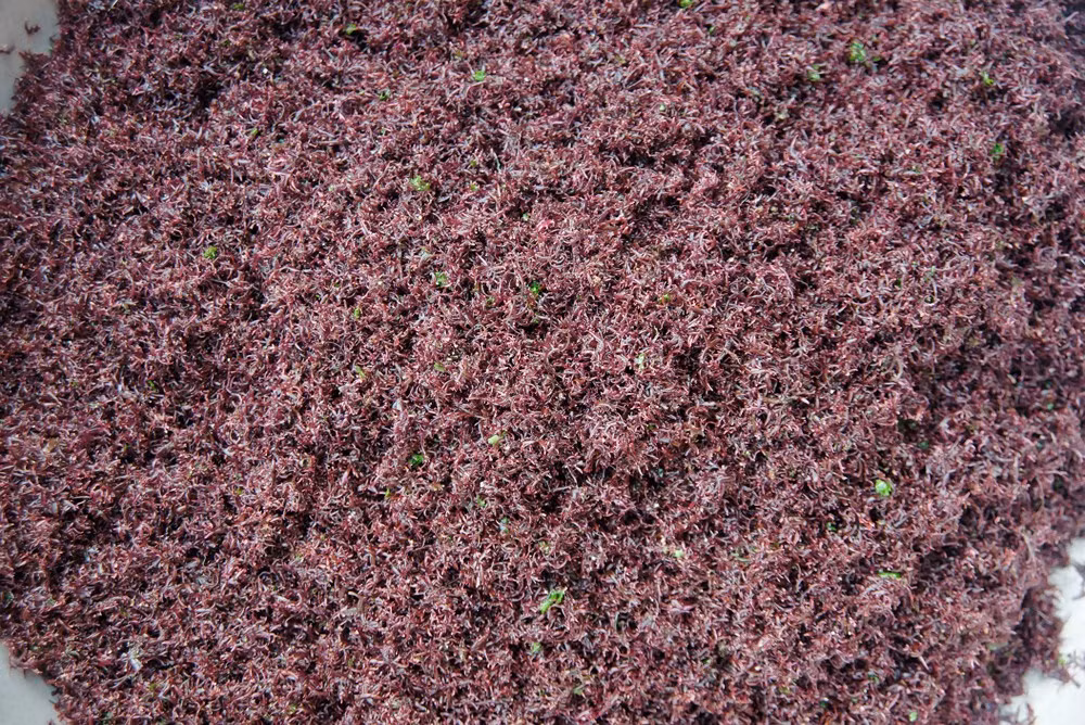 Rau cạo được rửa sơ ngoài biển rồi đem về nhà phơi nắng. Trong quá trình phơi, người ta dùng búa gỗ đập cho sỏi, đá lẫn trong rau vỡ vụn. Sau đó sàng, sảy thật kỹ cho sạch hết sạn.