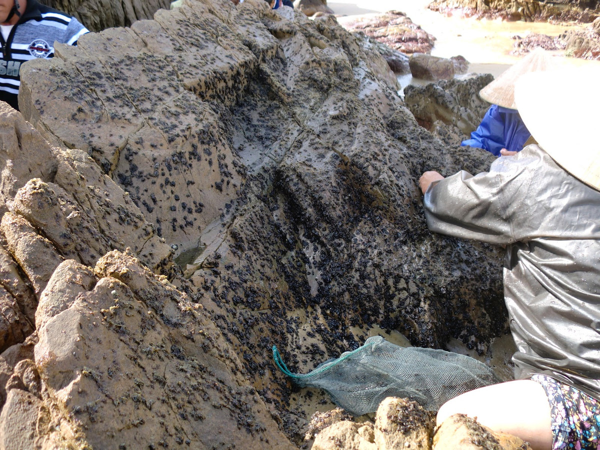 Loài rau này chỉ sống ở những nơi ẩm ướt có nước triều lên, xuống. Rau cạo tươi có màu cà phê đặc trưng.