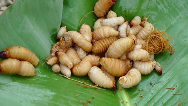 Đuông dừa ngâm mắm là món ăn phổ biến ở các tỉnh miền Tây. Khi bắt về, con đuông dừa sẽ được bỏ trực tiếp vào mắm ớt để gia tăng hương vị. Những con đuông tắm trong mắm sẽ càng giãy giụa mạnh hơn nhưng khi cho vào miệng nhai thì lại béo ngậy.